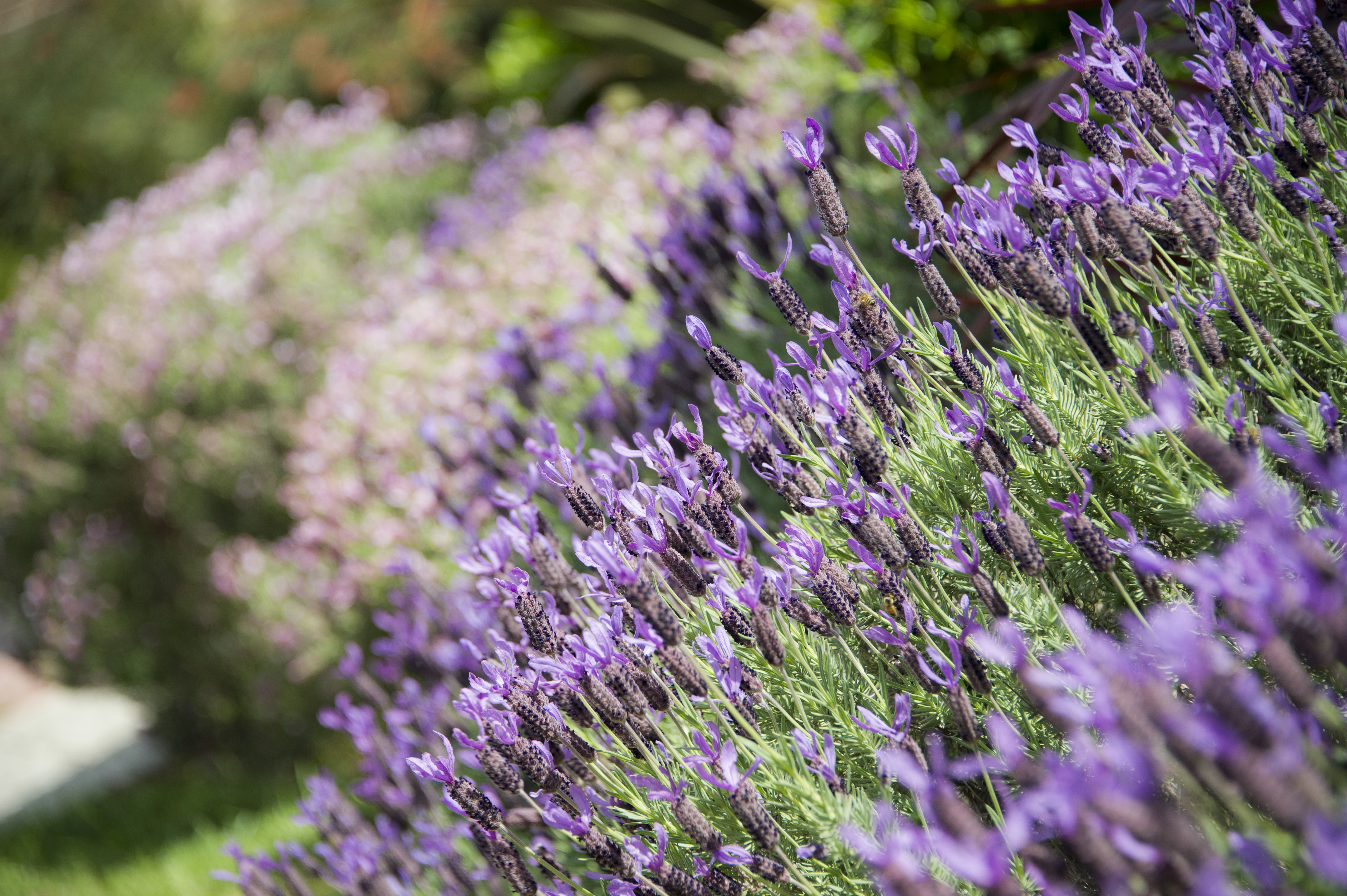 Gardens Retirement Village Doncaster 16