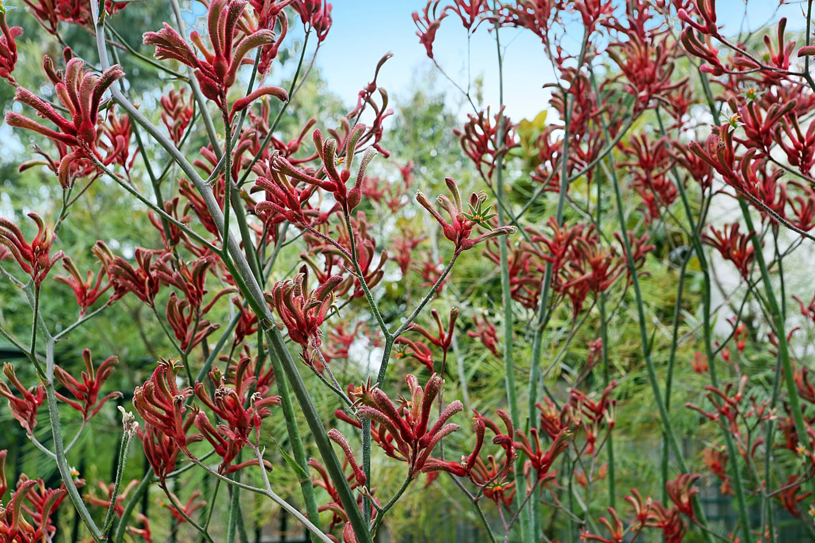 Gardens Retirement Village Doncaster 23