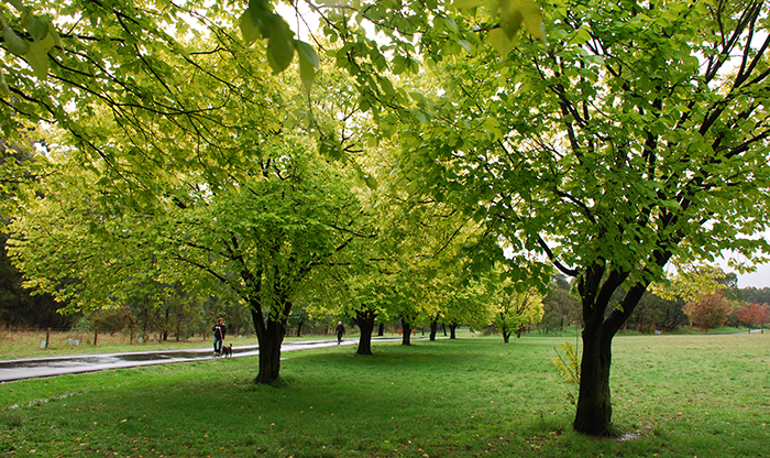 Around Applewood Retirement Village Doncaster 4